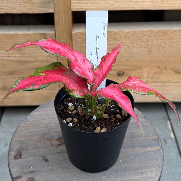 観葉植物：品種選べる アグラオネマ *3号 Aglaonema : 遊恵盆栽 Yahoo