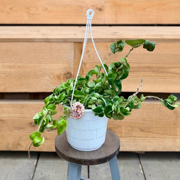 観葉植物：ホヤ カルノーサ コンパクタ*5号 吊り鉢