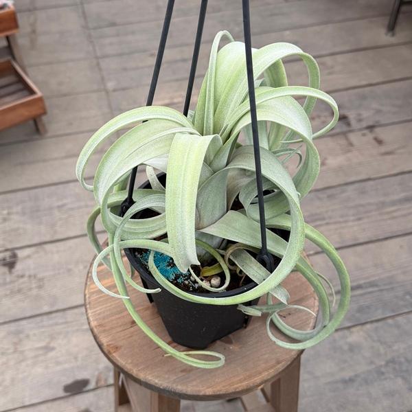 観葉植物：チランジア エアープランツ カーリースリム* 5号 吊り鉢