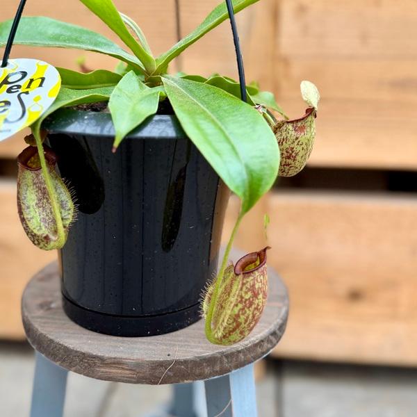 希少品種 観葉植物 食虫植物：ウツボカズラ ネペンテス フーケリー*5号