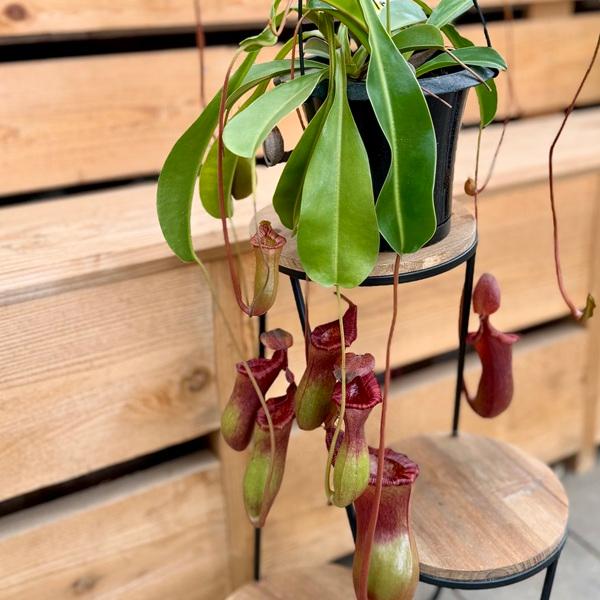 観葉植物 食虫植物：ウツボカズラ ネペンテス ブリッジアナ 2年もの*5