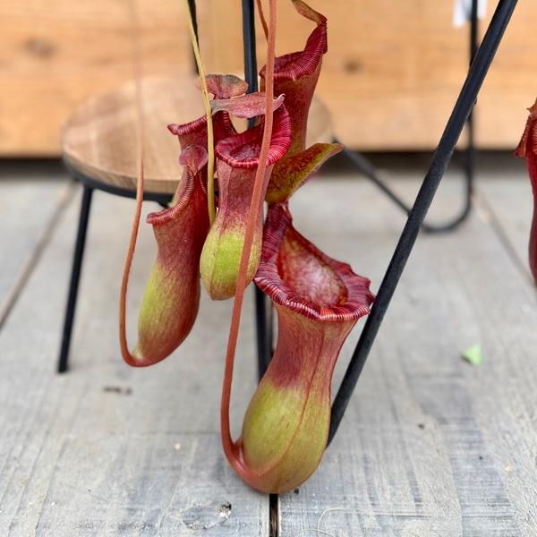 観葉植物 食虫植物：ウツボカズラ ネペンテス ブリッジアナ 2年もの*5