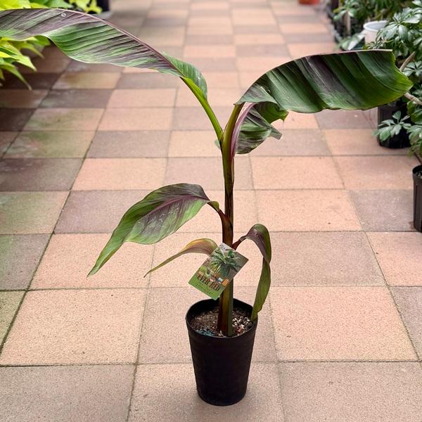 観葉 果樹：斑入り バナナ エヴァーレッド*5号 フイリ エバーレッド