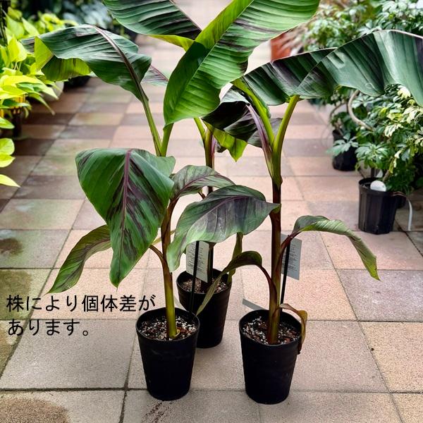 観葉 果樹：斑入り バナナ エヴァーレッド*5号 フイリ エバーレッド