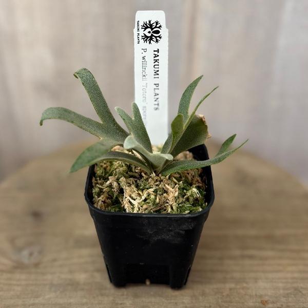 観葉植物：ビカクシダ ウィリンキー トトロ SP*willinckii 'Totoro