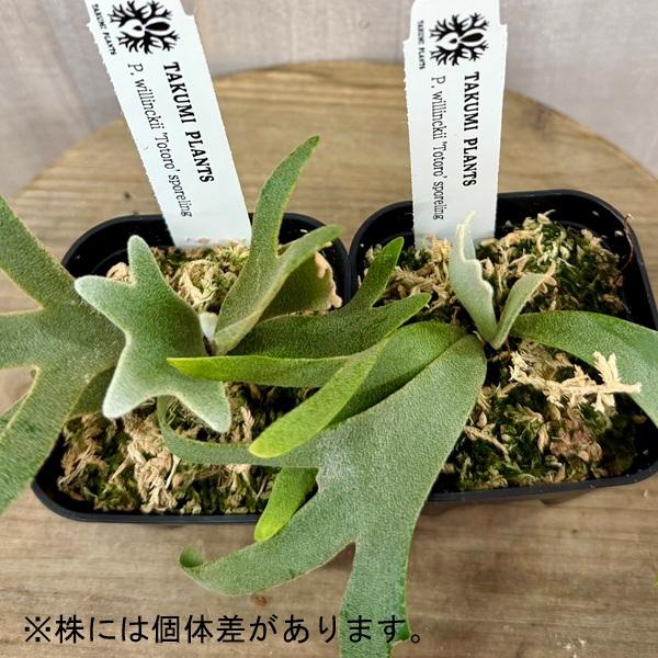 観葉植物：ビカクシダ ウィリンキー トトロ SP*willinckii 'Totoro