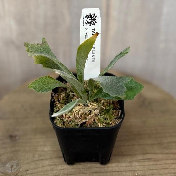 シュプール　spur ウィリンキー　ビカクシダ 観葉植物：ビカクシダ ウィリンキー Spur TC*シュプール willinckii