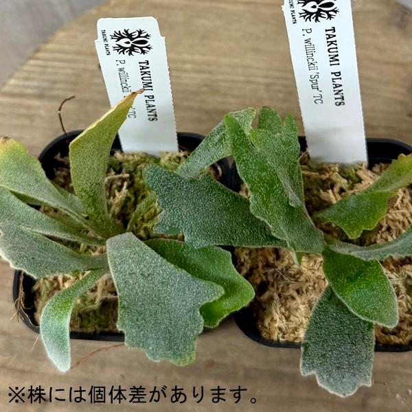 観葉植物：ビカクシダ ウィリンキー Spur TC*シュプール willinckii