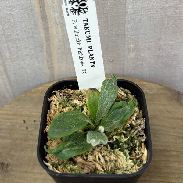 観葉植物：ビカクシダ ウィリンキー フィッシュボーン TC*willinckii