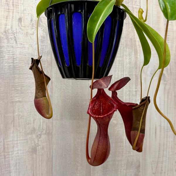 希少品種 観葉植物 食虫植物：ウツボカズラ ネペンテス ベントリコーサ