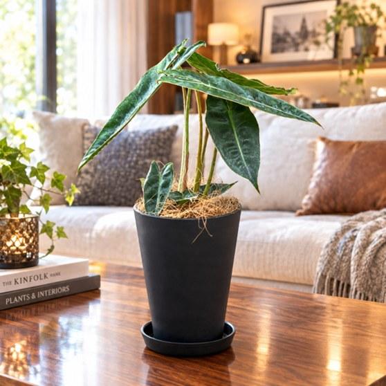 観葉植物：フィロデンドロン ビレッティア 鉢植え 受皿付*4号黒セラアート ココヤシ飾り