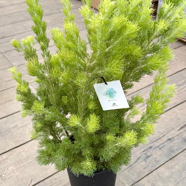 観葉植物：アデナンサス アルバニー ウィリーブッシュ*ウーリー