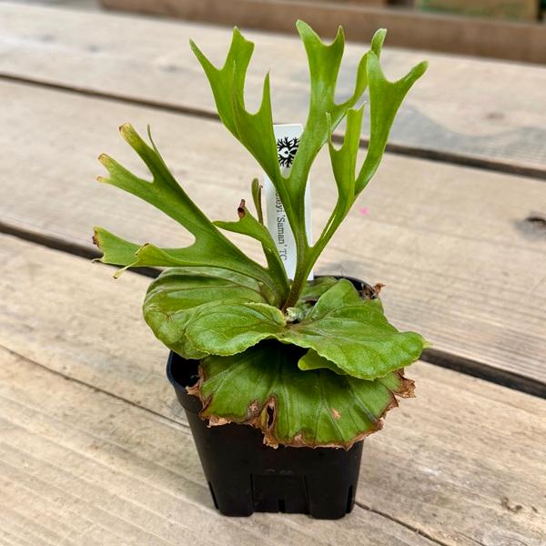 観葉植物：リドレイ サマン TC株*ビカクシダ コウモリラン : 遊恵盆栽