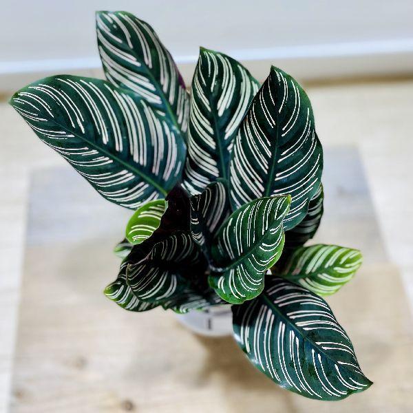 おしゃれ 観葉植物：カラテア オルナータ サンデリアーナ*陶器鉢 受皿
