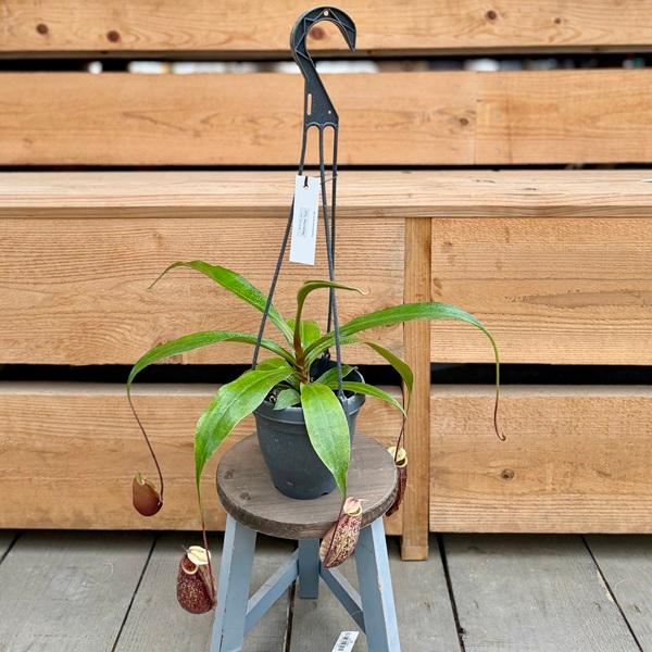 希少品種 観葉植物 食虫植物：ウツボカズラ ネペンテス スキ 4号吊り鉢