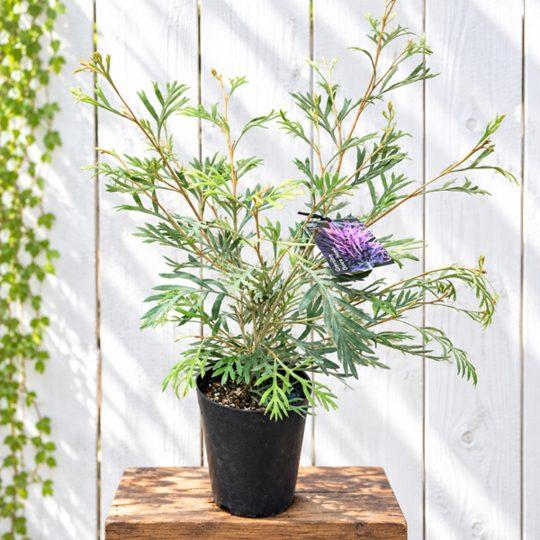 花苗 観葉植物：グレビレア ドーンパープル*5号 Grevillea 'Dawn