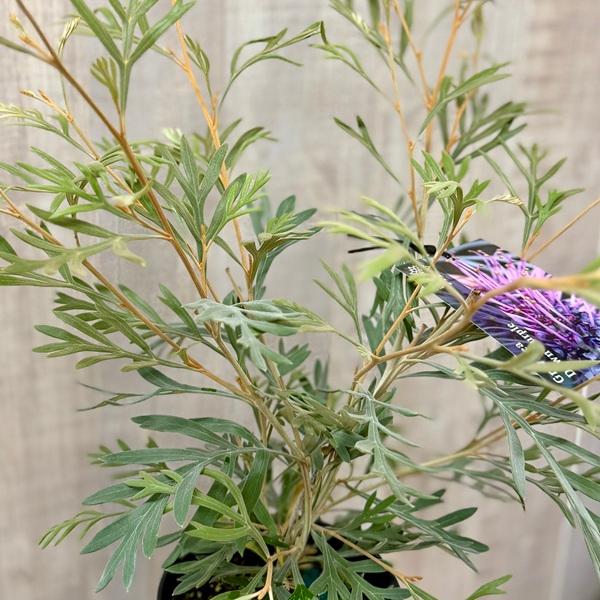 花苗 観葉植物：グレビレア ドーンパープル*5号 Grevillea 'Dawn