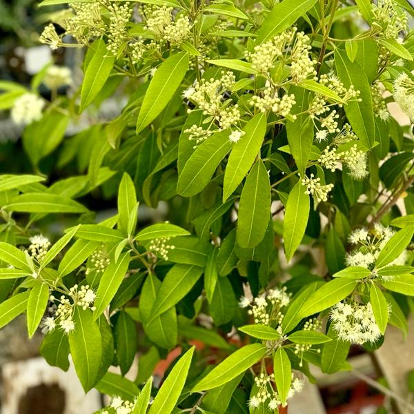 観葉植物 ハーブ 鉢花:レモンマートル*8号 現品をお届け 大型 観葉植物 ハーブ 鉢花:レモンマートル*8号 現品をお届け 大型