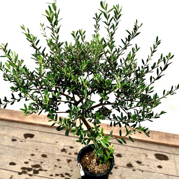 おしゃれ 観葉植物：オリーブの木 マンザニロ 8号*現品1 SOUJU 創樹