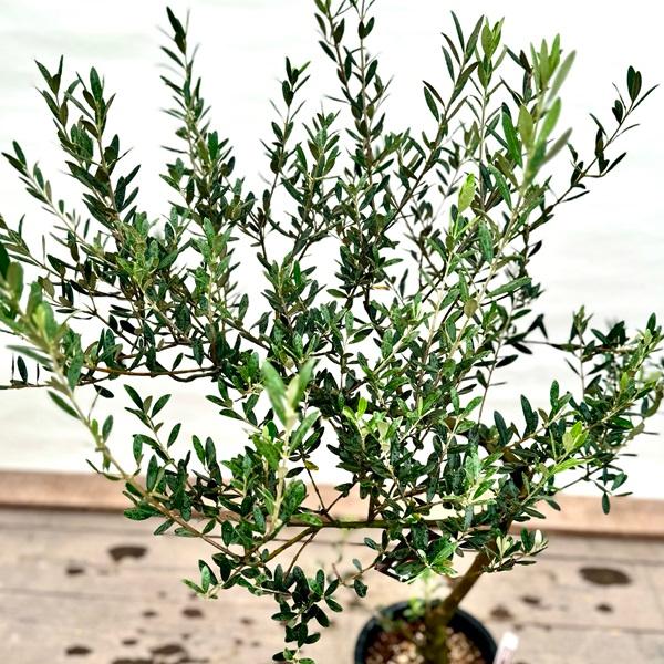 おしゃれ 観葉植物：オリーブの木 マンザニロ 8号*現品2 SOUJU 創樹