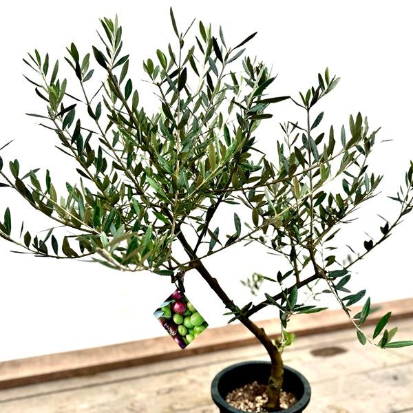 おしゃれ 観葉植物：オリーブの木 ピクアル 7号*現品4 SOUJU 創