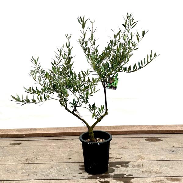 おしゃれ 観葉植物：オリーブの木 ピクアル 7号*現品7 SOUJU 創