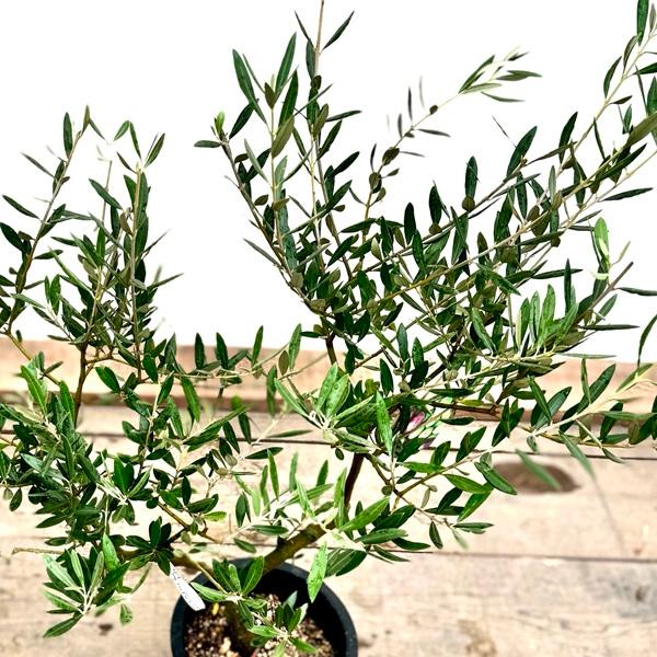 おしゃれ 観葉植物：オリーブの木 ピクアル 7号*現品7 SOUJU 創