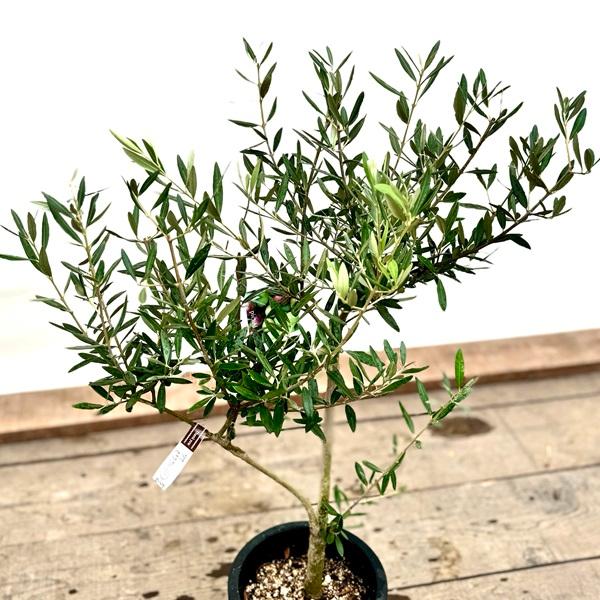 おしゃれ 観葉植物：オリーブの木 ピクアル 7号*現品10 SOUJU 創樹