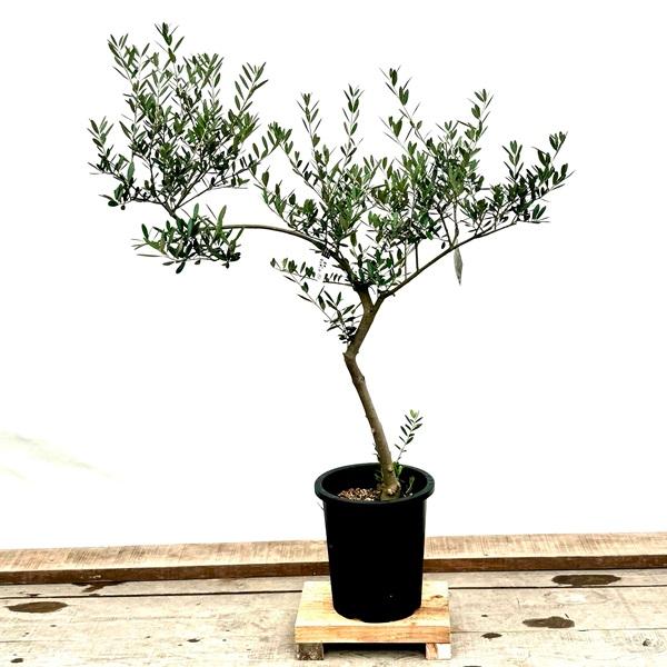 おしゃれ 観葉植物：オリーブの木 マンザニロ 8号*現品7 SOUJU