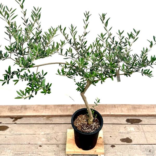 おしゃれ 観葉植物：オリーブの木 マンザニロ 8号*現品7 SOUJU