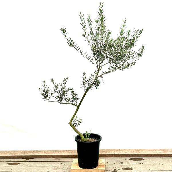 おしゃれ 観葉植物：オリーブの木 マンザニロ 8号*現品9 SOUJU 創樹