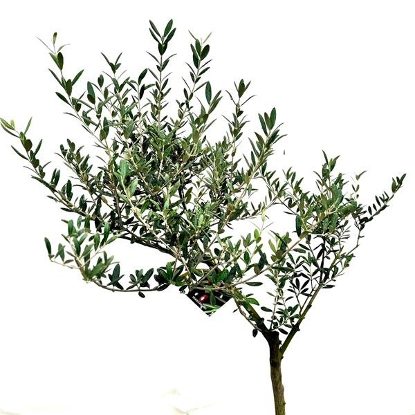 おしゃれ 観葉植物：オリーブの木 マンザニロ 8号*現品10 SOUJU