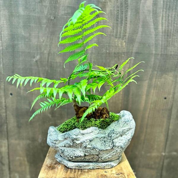 おしゃれ 観葉植物 キンモウコウ：ゴールデンモンキー タカワラビ