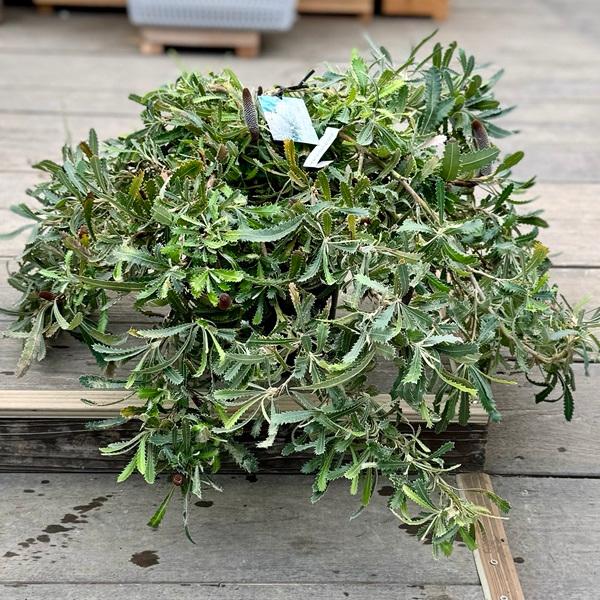 観葉植物 鉢花 苗：バンクシア ピグミーポッサム*7号 現品をお届け
