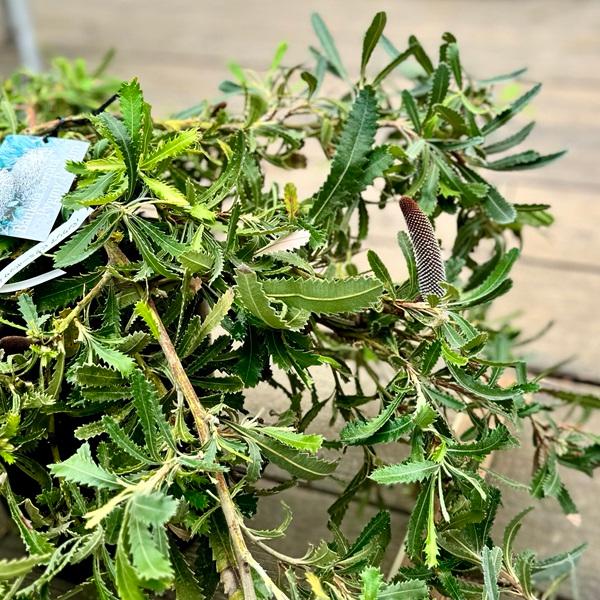 観葉植物 鉢花 苗:バンクシア ピグミーポッサム*7号 現品をお 観葉植物 鉢花 苗:バンクシア ピグミーポッサム*7号 現品をお
