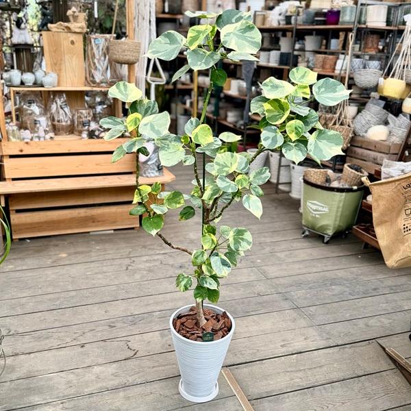 おしゃれ 観葉植物：斑入り ハスノハギリ ラブリーハート*鉢植え 受皿
