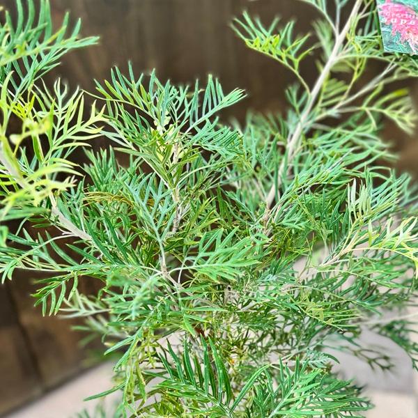 花苗 観葉植物：グレビレア サパーブ*8号 オージープランツ