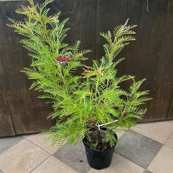 花苗 観葉植物：グレビレア レッドフックス*8号 オージープランツ