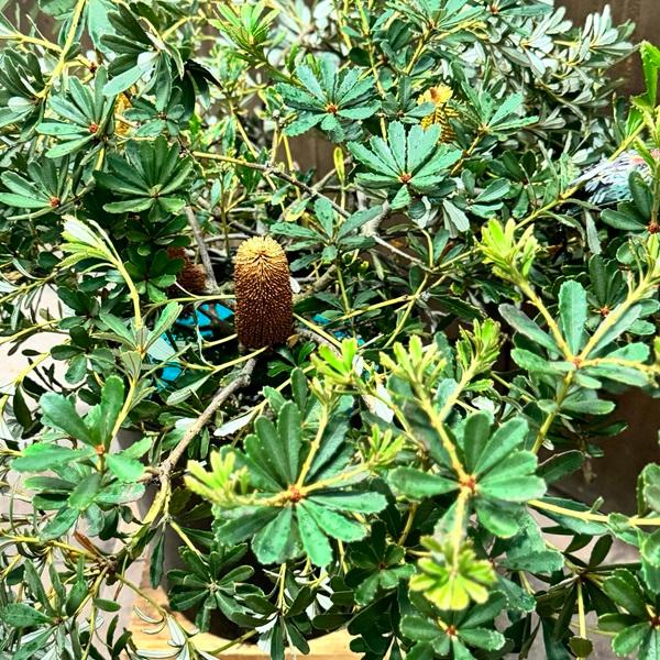 観葉植物 鉢花 苗：バンクシア パルドーサ*パルドサ 9号 現品をお届け