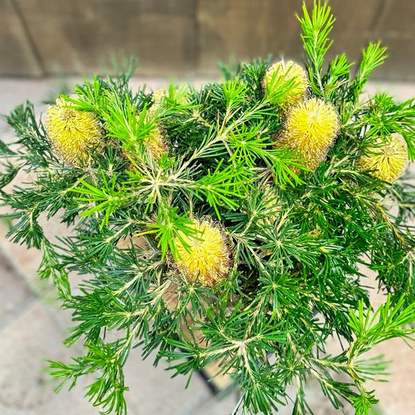 観葉植物 鉢花 苗:バンクシア バースデー キャンドル*7号 現品 観葉植物 鉢花 苗:バンクシア バースデー キャンドル*7号 現品