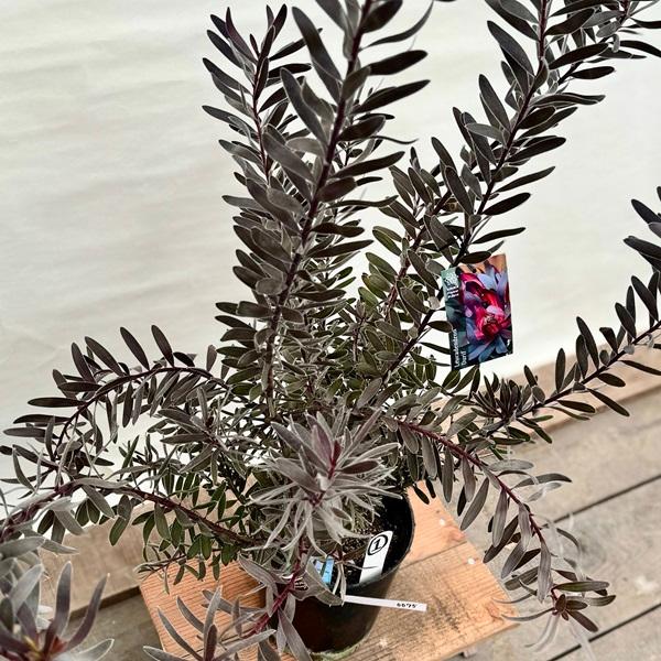 鉢花 観葉植物:リューカデンドロン デュリフ*7号 現品1番 黒 鉢花 観葉植物:リューカデンドロン デュリフ*7号 現品1番 黒