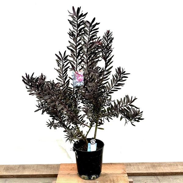 鉢花 観葉植物：リューカデンドロン デュリフ*7号 現品2番 黒リューカ