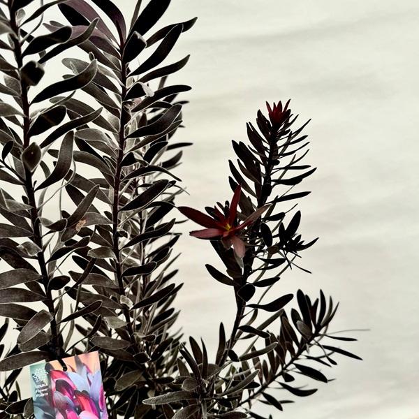 ☆人気品種/リューカデンドロン・デュリフ②/ネイティブ・プランツ/再出品☆ ☆人気品種/リューカデンドロン・デュリフ②/ネイティブ