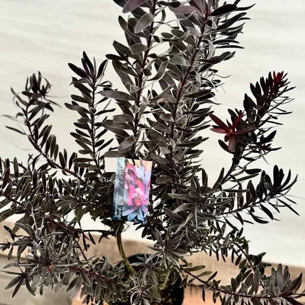 鉢花 観葉植物:リューカデンドロン デュリフ*7号 現品2番 黒 鉢花 観葉植物:リューカデンドロン デュリフ*7号 現品2番 黒