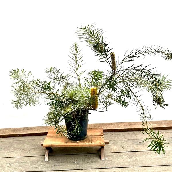 観葉植物 鉢花 苗：バンクシア スピヌローサ*ヘアピン Banksia