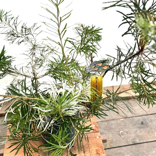 ①ヘアピンバンクシア スピヌローサ8号鉢高さ100センチ 観葉植物 鉢花 苗：バンクシア スピヌローサ*ヘアピン Banksia
