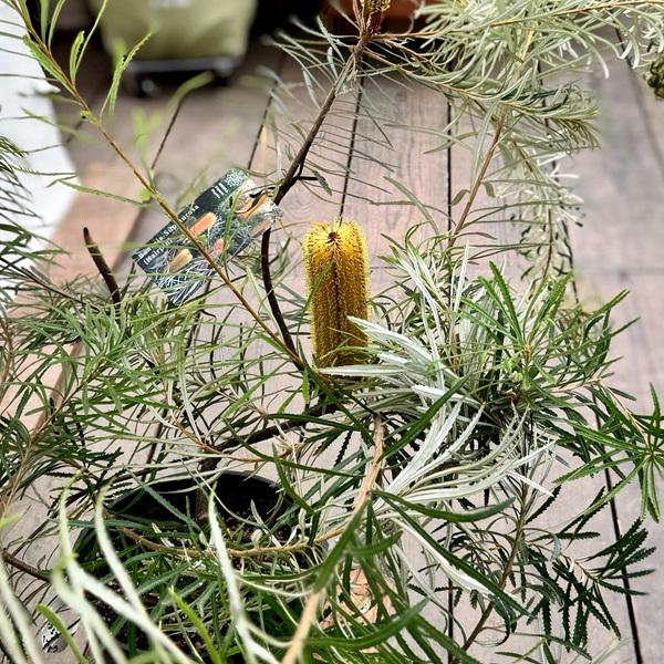 観葉植物 鉢花 苗：バンクシア スピヌローサ*ヘアピン Banksia