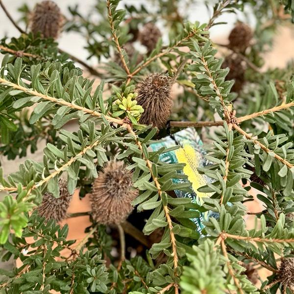 観葉植物 鉢花 苗：バンクシア マルギナータ ミニマーグ*banksia