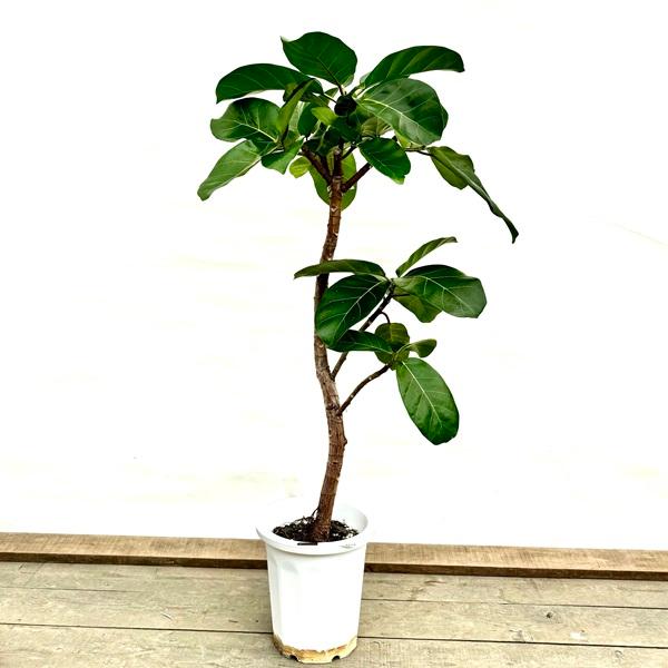 おしゃれ 観葉植物：フィカス アフリカンプリンス*プラポット 現品をお