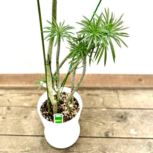 おしゃれ 観葉植物：モンキーツリー*セラアート 受皿付 現品をお届け 